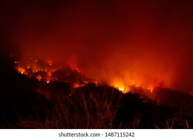 Amazon Forest Fire Disater Problem.Fire Burns Trees In The Mountain At Night.