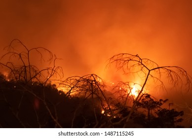 Amazon Forest Fire Disater Problem.Fire Burns Trees In The Mountain At Night.