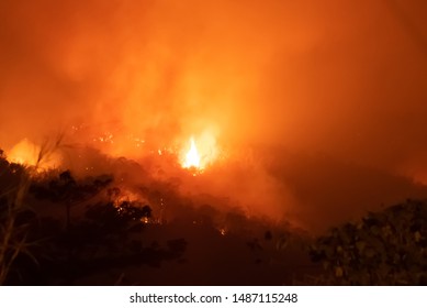 Amazon Forest Fire Disater Problem.Fire Burns Trees In The Mountain At Night.