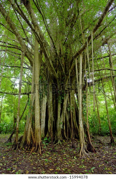 Amazon Forest Jungle Tree Background Nature Stock Photo ...