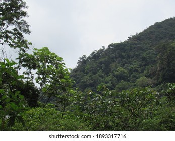 Amazon Forest Landscape Tarapoto Peru