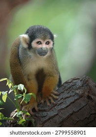 amazon, amazon forest, amazon river, amazonas, animals, bolivia, cute animals, furry, golden, golden squirrel monkey, monkeys, nature, pampas, portrait, primates, saimiri sciureus, small monkey, squirrel monkey, wild, wildlife, adorable, animal, baby, branch, 