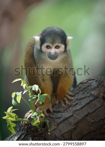 amazon, amazon forest, amazon river, amazonas, animals, bolivia, cute animals, furry, golden, golden squirrel monkey, monkeys, nature, pampas, portrait, primates, saimiri sciureus, small monkey, squirrel monkey, wild, wildlife, adorable, animal, baby, branch, 