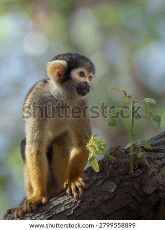 amazon, amazon forest, amazon river, amazonas, animals, bolivia, cute animals, furry, golden, golden squirrel monkey, monkeys, nature, pampas, portrait, primates, saimiri sciureus, small monkey, squirrel monkey, wild, wildlife, adorable, animal, baby, branch, 