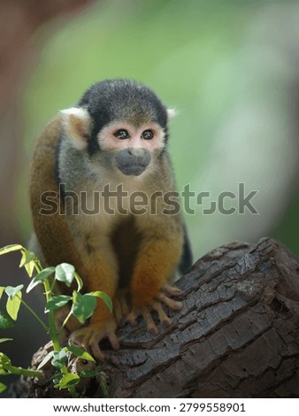 amazon, amazon forest, amazon river, amazonas, animals, bolivia, cute animals, furry, golden, golden squirrel monkey, monkeys, nature, pampas, portrait, primates, saimiri sciureus, small monkey, squirrel monkey, wild, wildlife, adorable, animal, baby, branch, 