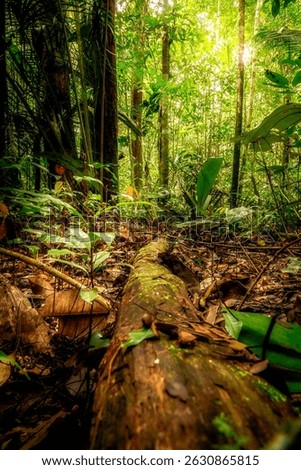Amazon forest. a vital ecosystem teeming with biodiversity and playing a crucial role in the planet's health.