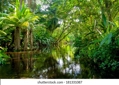 Amazon Jungle  Yasuni, Ecuador