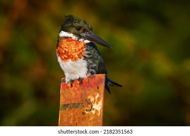 Amazon Kingfisher, Chloroceryle amazona, portrait of green and orange nice bird in Costa Rica. Portrait of beautiful bird from Amazon tropical forest.
