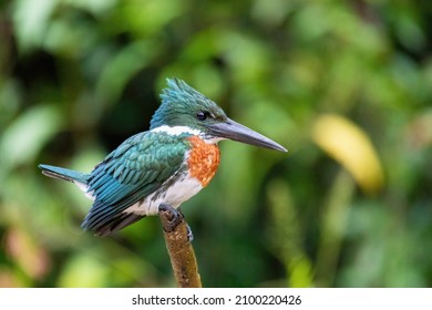 Amazon Kingfisher (Chloroceryle amazona) sitting on a branch with blurry background. Refugio de Vida Silvestre Cano Negro, Wildlife and birdwatching in Costa Rica.