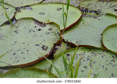 Amazon Lily Pads