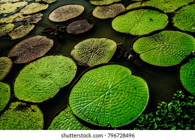  Amazon Lily Pads