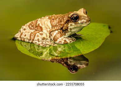 Amazon milk frog floating on a leaf