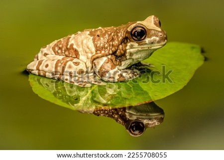 Amazon milk frog floating on a leaf
