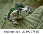 The Amazon Milk Frog (Trachycephalus resinifictrix) or Blue Milk Frog on a leaf.