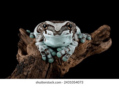 The Amazon Milk Frog (Trachycephalus resinifictrix) or Blue Milk Frog native to the Amazon rainforest in South America. - Powered by Shutterstock