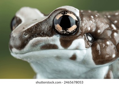 The Amazon milk frog (Trachycephalus resinifictrix) closeup head, Panda bear tree frog on branch. The mission golden eyed tree frog closeup - Powered by Shutterstock