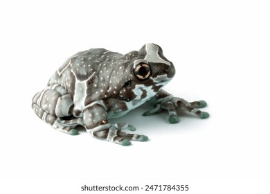 The Amazon milk frog (Trachycephalus resinifictrix) closeup isolated on white bacground, Panda bear tree frog on branch. The mission golden eyed tree frog closeup - Powered by Shutterstock