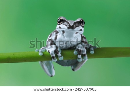 Similar – Image, Stock Photo Close-up of a frog against a night sky background with visible stars and soft glowing horizon