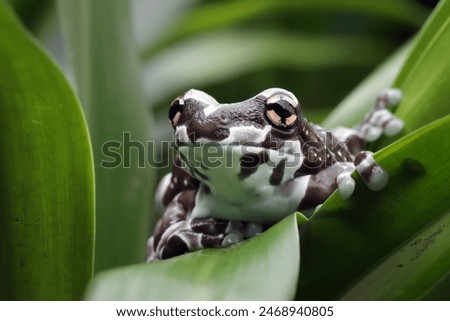 Similar – Image, Stock Photo Close-up of a frog against a night sky background with visible stars and soft glowing horizon