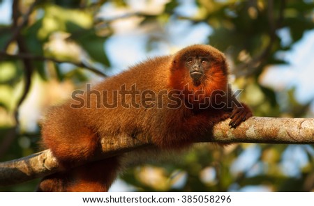 Amazon monkey in Tambopata national Park, Peru.