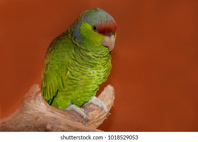 Amazon Parrot, Amazona Autumnalis