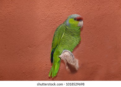 Amazon Parrot (Amazona Autumnalis)