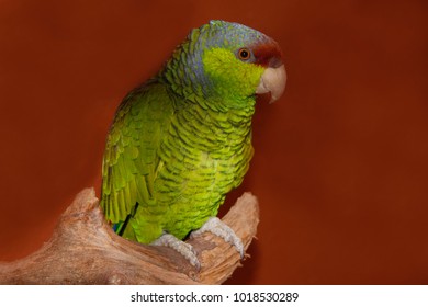 Amazon Parrot (Amazona Autumnalis)