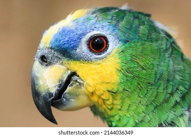 Amazon Parrot Green Parrot Face Close Up