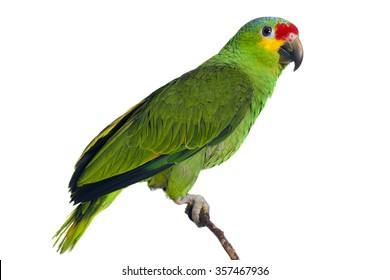 Amazon Parrot On Whie