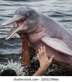 The Amazon Pink Dolphin	