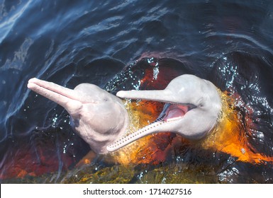 Pink River Dolphin High Res Stock Images Shutterstock