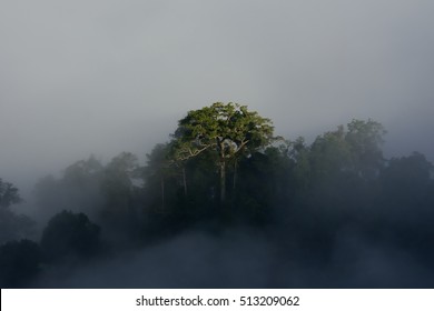 Amazon Rain Forest