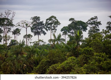 Amazon Rain Forest, Brazil