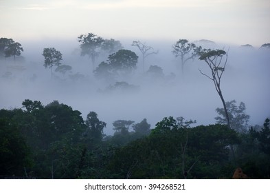 Amazon Rain Forest, Brazil