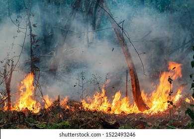 Die Waldbrandkatastrophe im Amazonasgebiet brennt in einem Ausmaß, das Wissenschaftler noch nie zuvor gesehen haben.