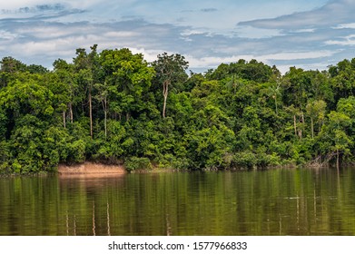 Amazon Rain Forest In A Perfect And Lovely Sunny Day