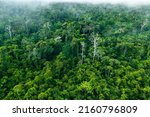 Amazon Rainforest Aerial View. Tropical Green Jungle in Peru, South America. Bird