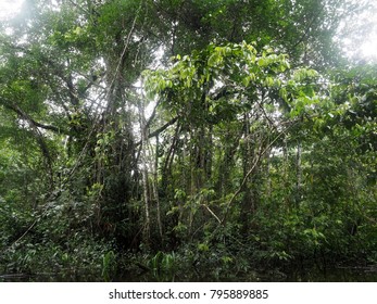 Amazon Rainforest Black River Yasuni National Stock Photo (Edit Now ...