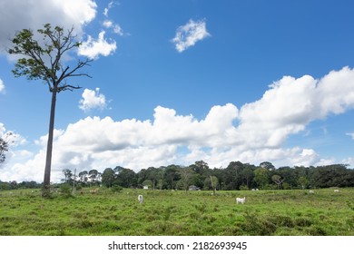 Amazon Rainforest Deforestation To Open Land To Cattle Pasture On An Agricultural Farm