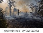 Amazon rainforest illegal deforestation fire on farm to clear land for soybean, cattle and agriculture. Concept of environment, ecology, climate change, global warming, conservation, co2, nature.