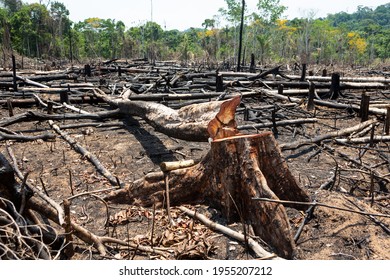 Amazon rainforest illegal deforestation landscape view of trees cut and burned to make land for agriculture and cattle pasture in Para, Brazil. Concept of ecology, environment, global warming. - Shutterstock ID 1955207212