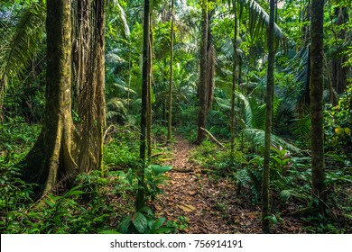 The Amazon rainforest in Manu National Park, Peru