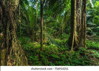 The Amazon Rainforest In Manu National Park, Peru