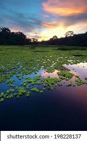 Amazon Rainforest, Peru, South America 