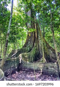 Amazon rainforest understory, rainforest tree with buttress roots - Shutterstock ID 1697203996
