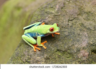 Amazon Red Eyes Frog, Animal Close Up