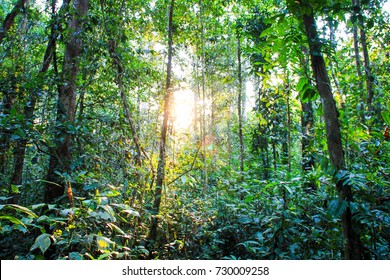 Amazon  Region Near Puerto Maldonado