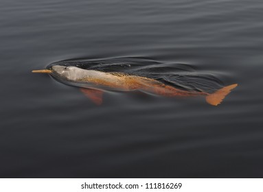 Amazon River Dolphin