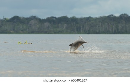 Amazon River Dolphin 