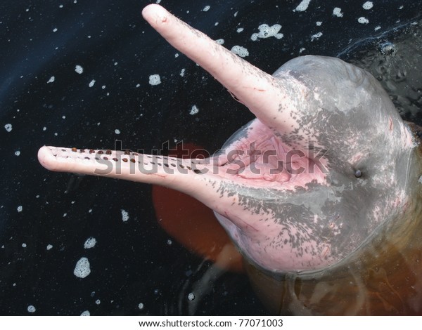 アマゾン川のイルカは ブフェオ ブフェオ コロラド ボト コル デ ロサ ブトゥ ネイ トニナ ピンク ドルフィン イニア ゲフレンシス とは 淡水川の イルカである の写真素材 今すぐ編集